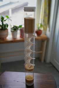 A 2 foot tall amaranth rainstick with a visible wooden spiral standing on a table, with a plant and window behind it.