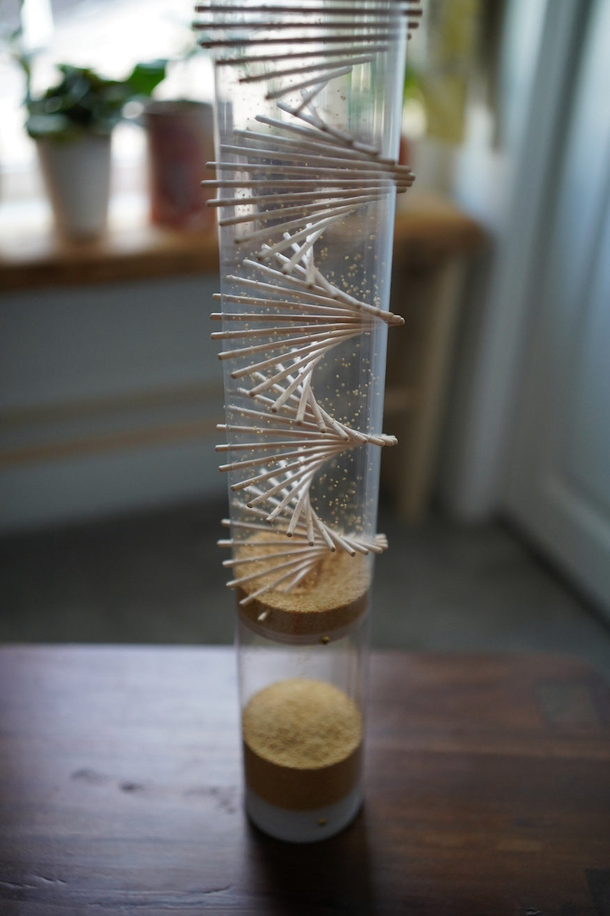 The lower portion of a clear amaranth rainstick with a visible spiral helix, standing on a table. 