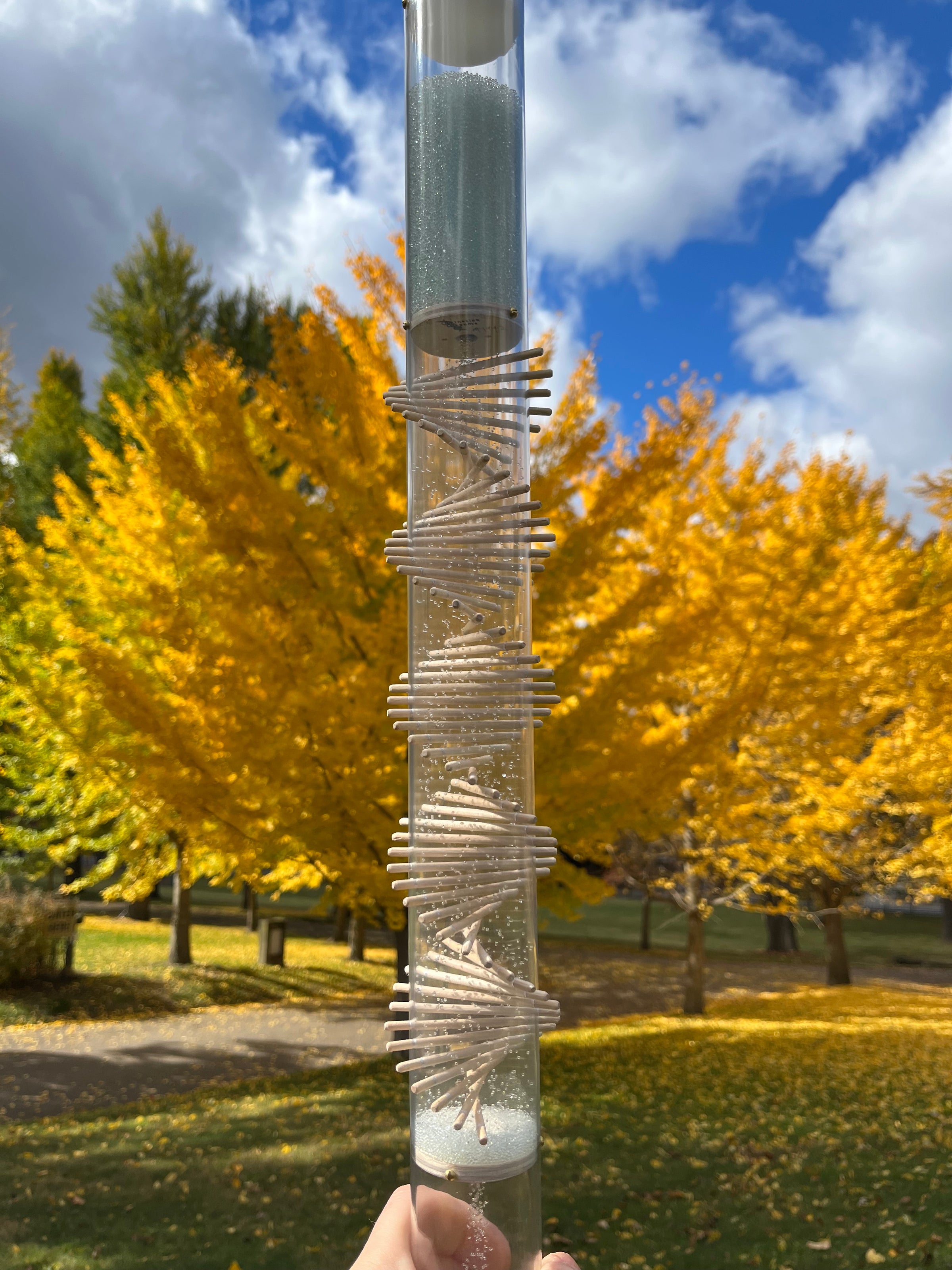 Glass microbeads clear rainstick with a visible wooden spiral running down it. The rainstick is outside with blue sky, white clouds, yellow gingko trees, and green grass behind it. This is a 90 second long duration rainstick made by Rainstick Dreams. 